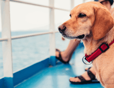 Bringing pets to the UK: Complete guide to import rules, documents and travel tips