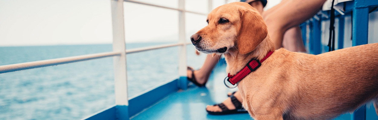 Dog on boat